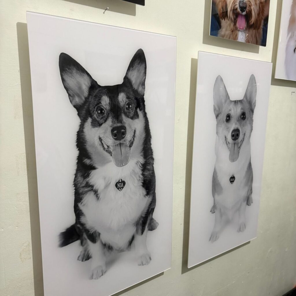 canvas y acrilicos paw pixel