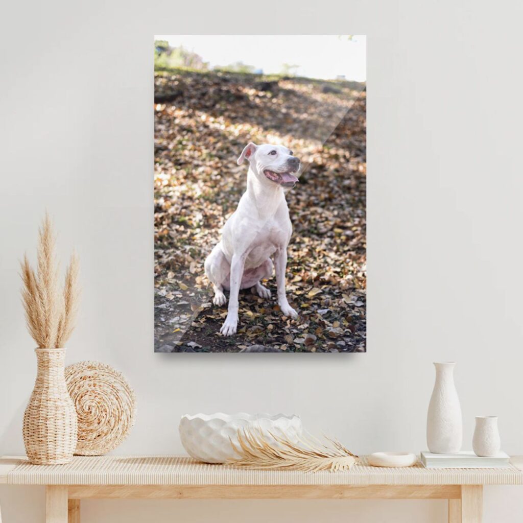 canvas y acrilicos paw pixel