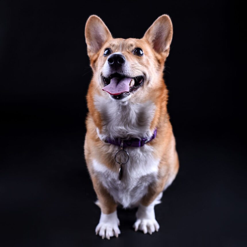 fotografía sin salir de casa para tus mascotas
