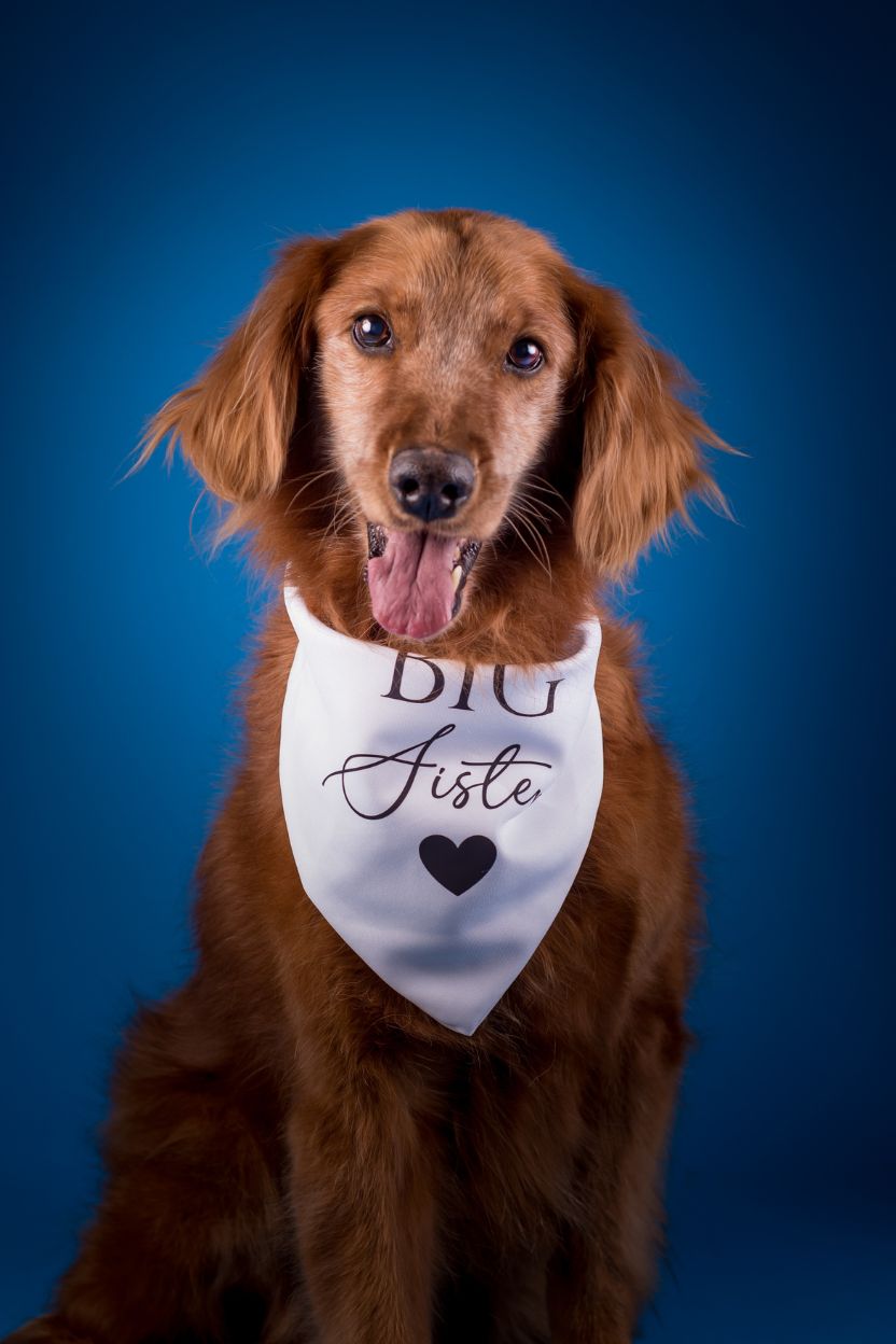 fotografía sin salir de casa para tus mascotas