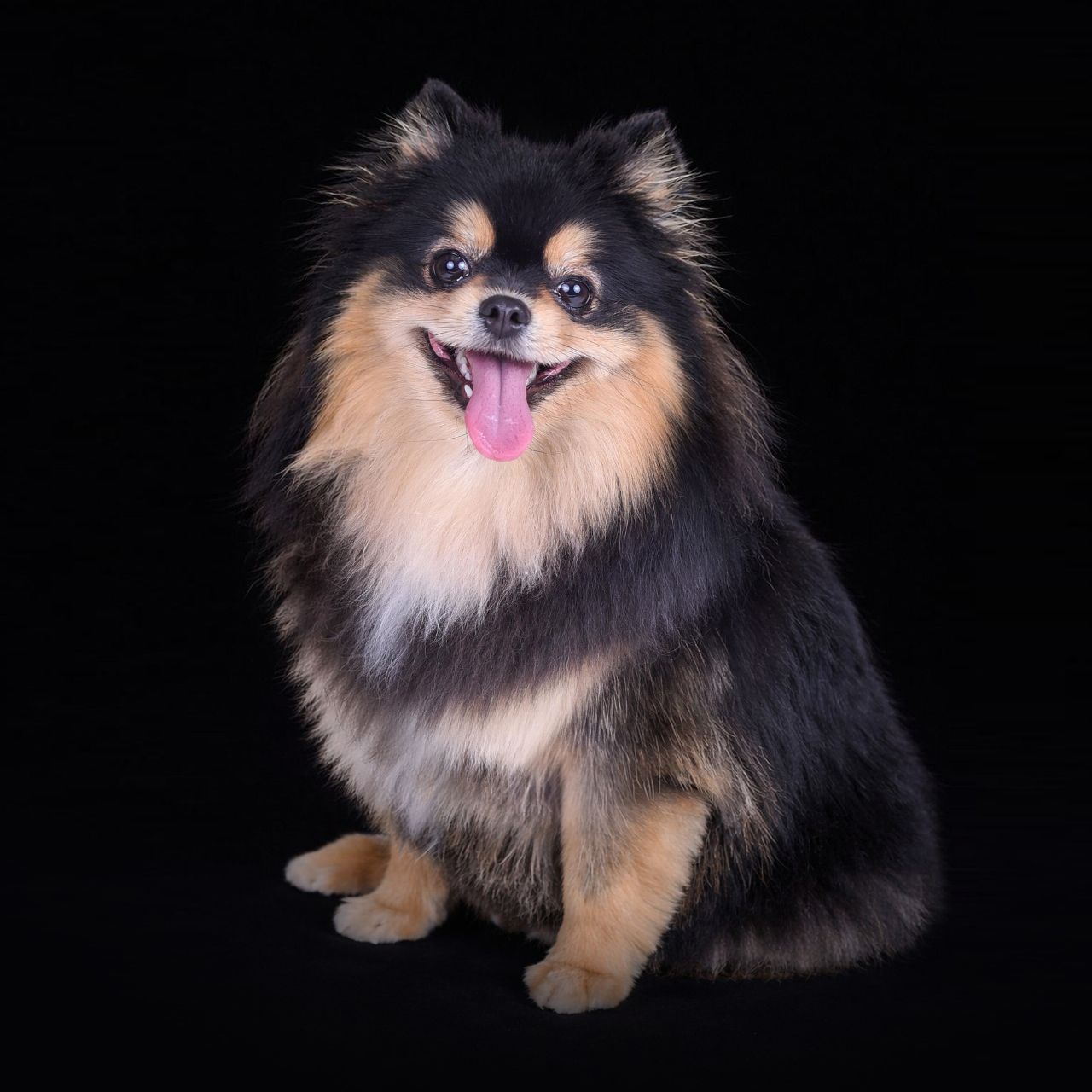 fotografía sin salir de casa para tus mascotas
