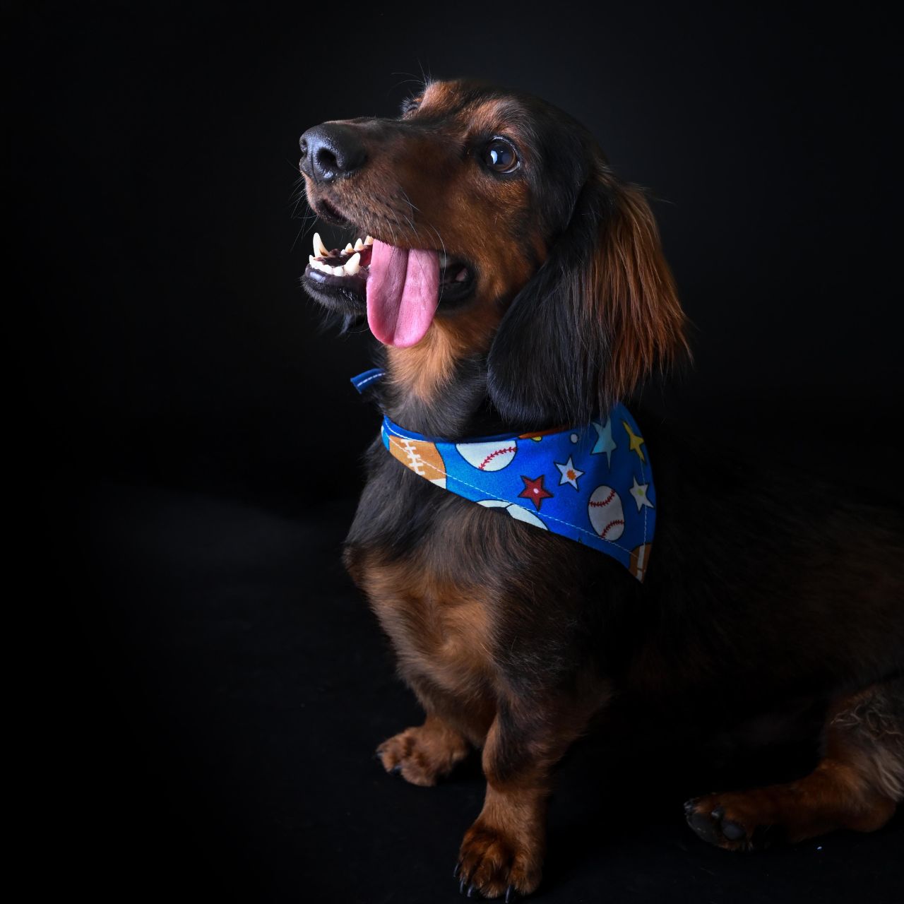 fotografía sin salir de casa para tus mascotas