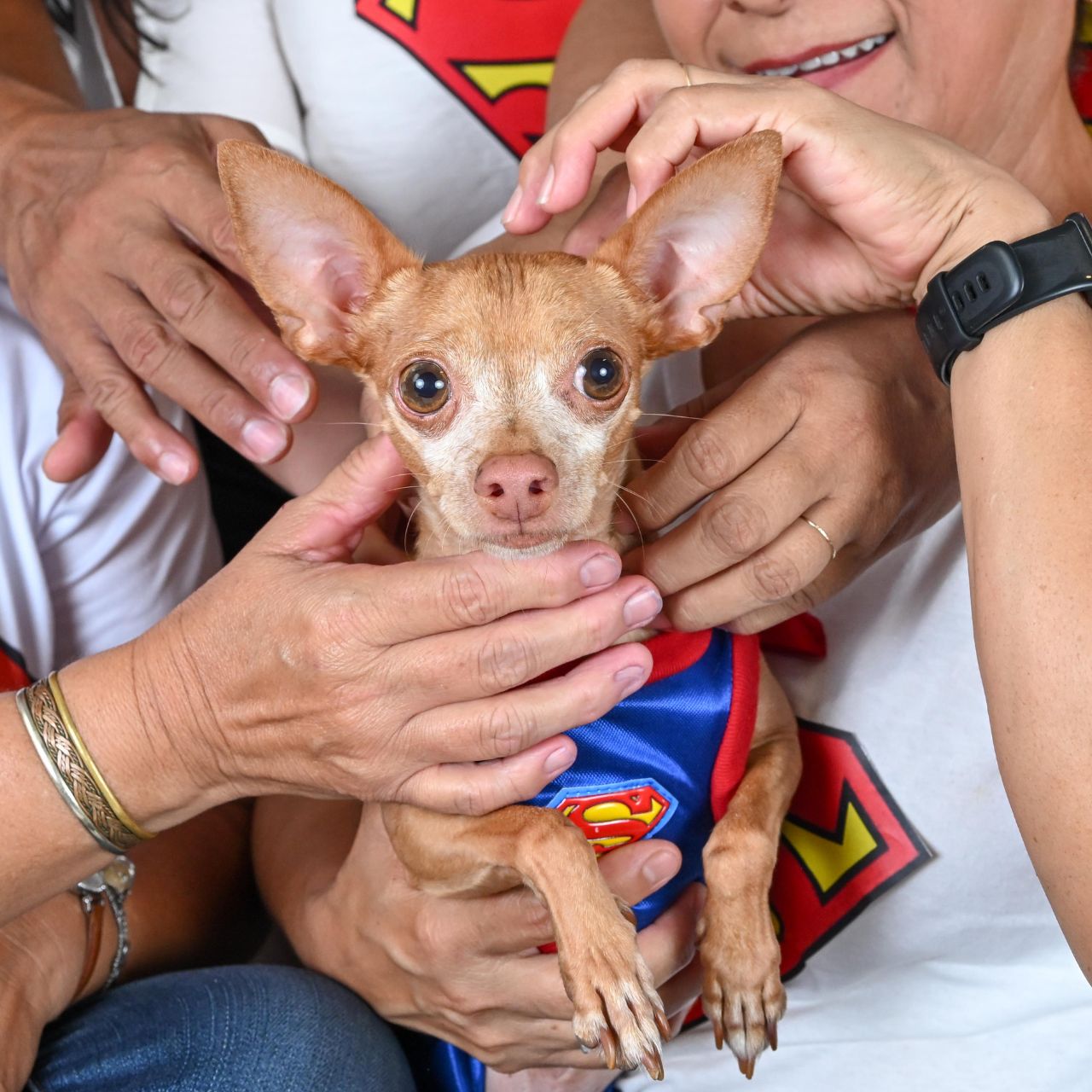 fotografía sin salir de casa para tus mascotas