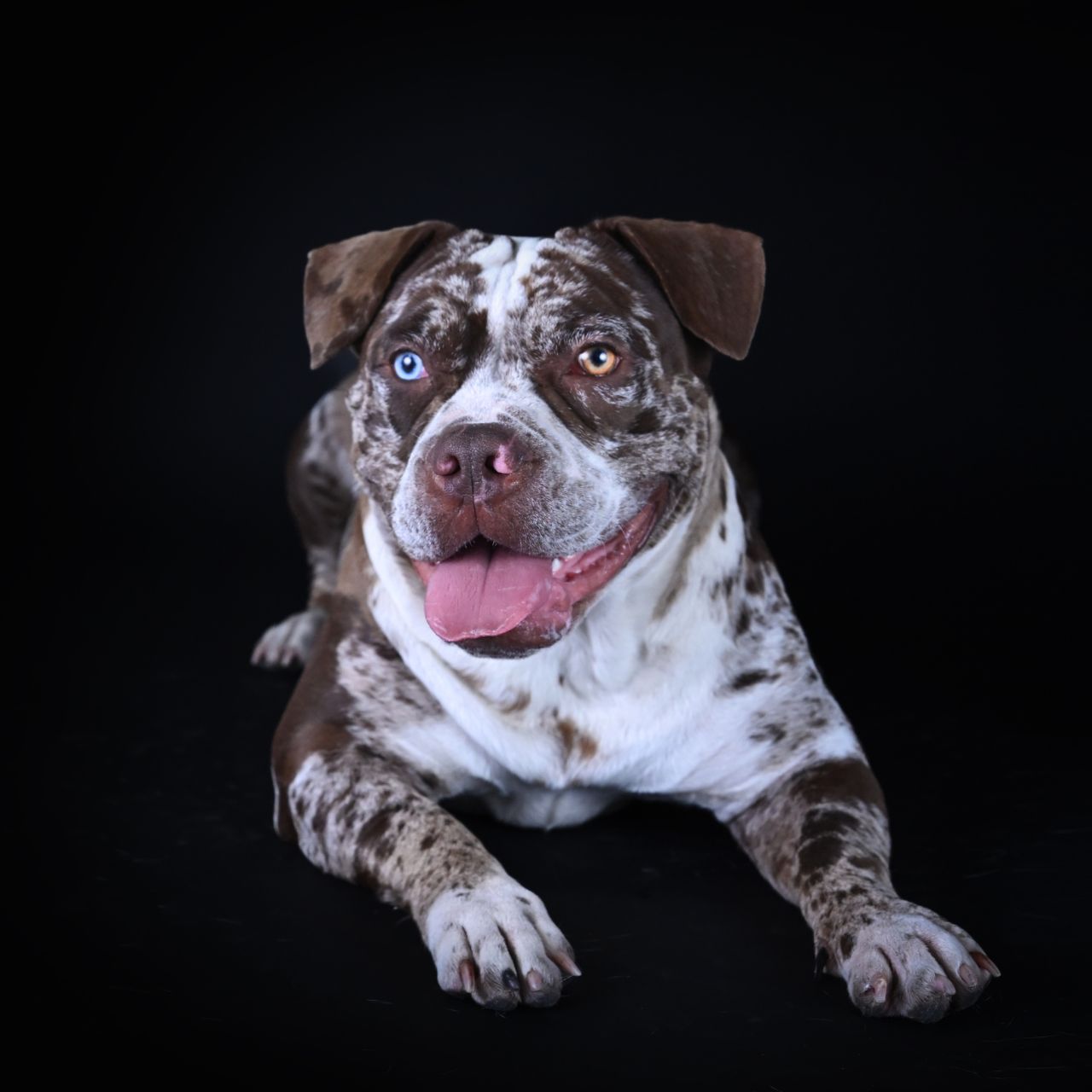 fotografía sin salir de casa para tus mascotas