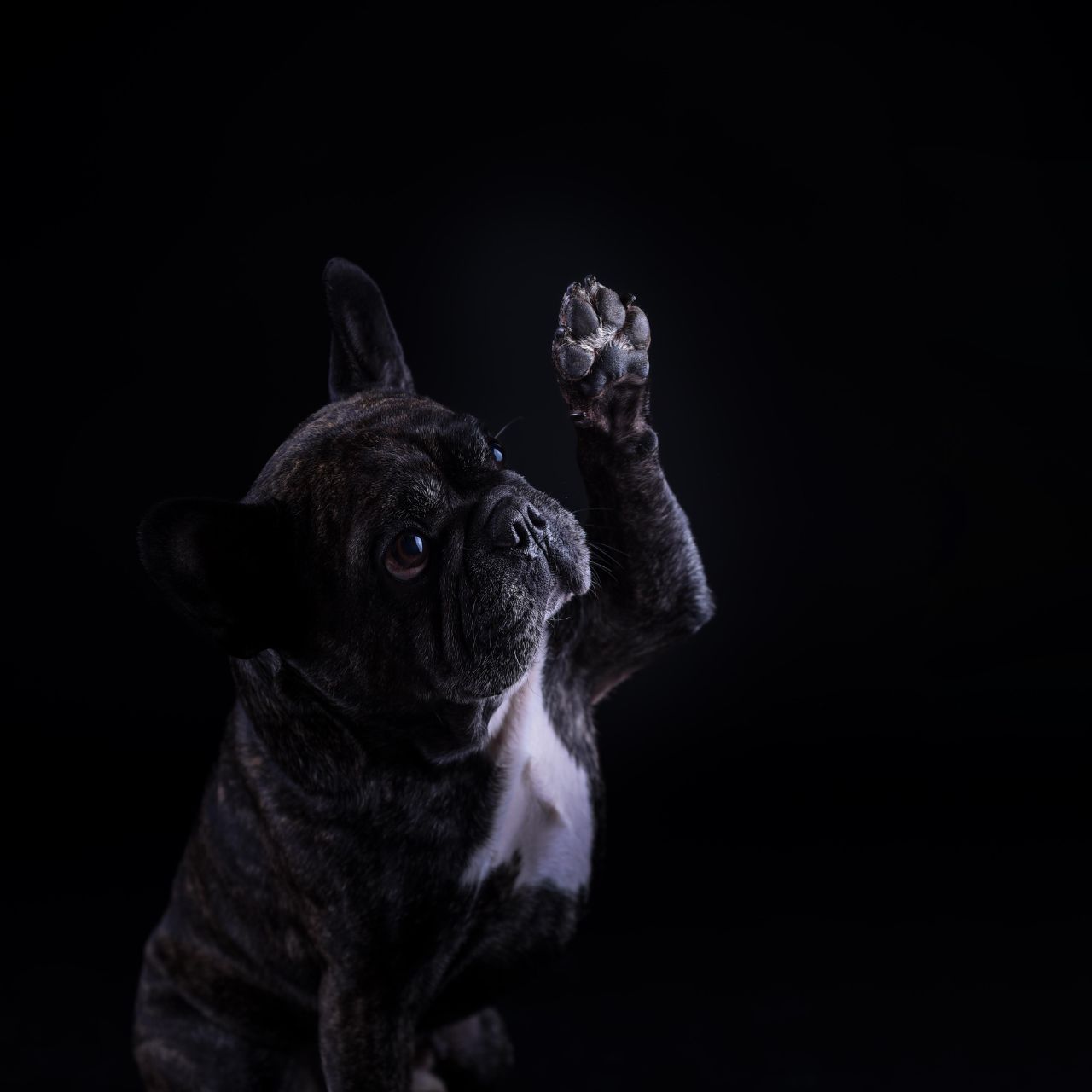 fotografía sin salir de casa para tus mascotas
