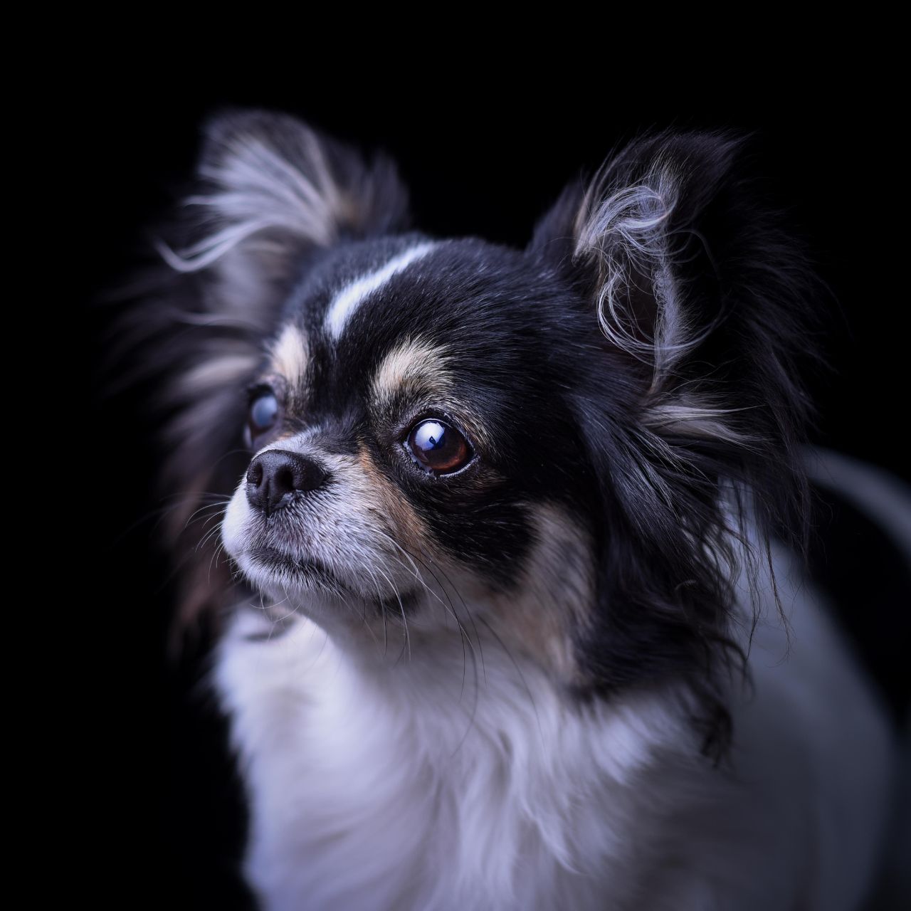 fotografía sin salir de casa para tus mascotas