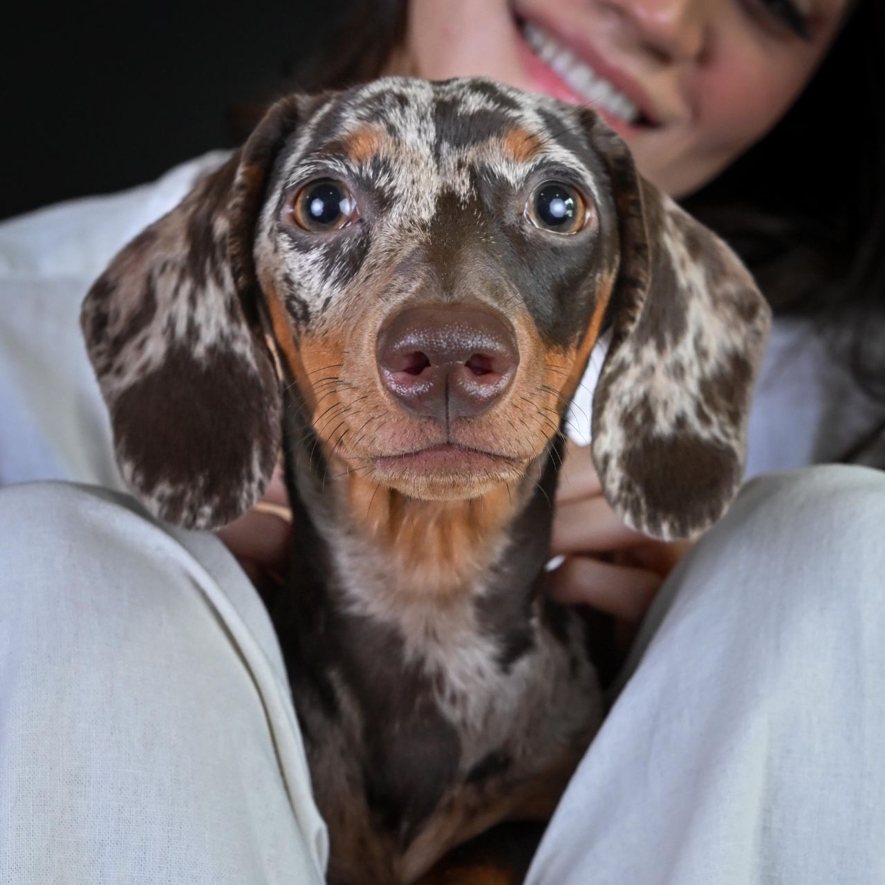fotografía sin salir de casa para tus mascotas