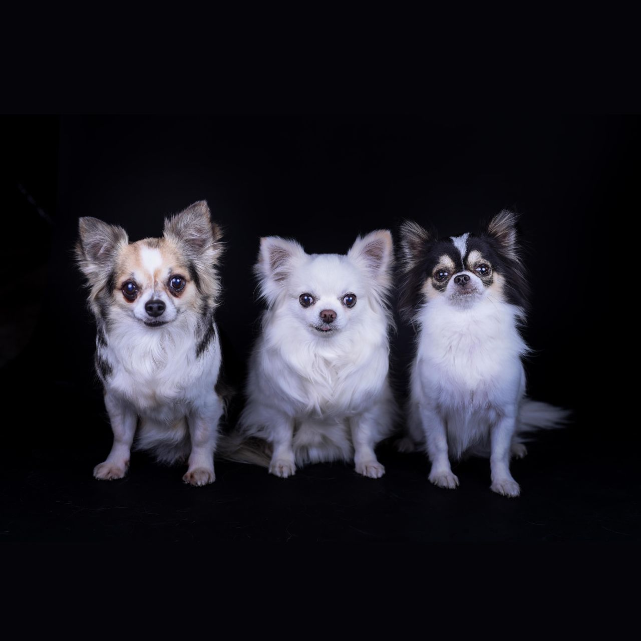 fotografía sin salir de casa para tus mascotas